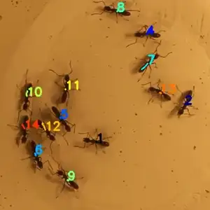 Example of ants tracked with idtracker.ai