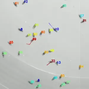 Example of flies tracked with idtracker.ai