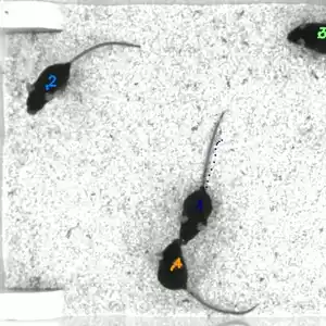 Example of mice tracked with idtracker.ai