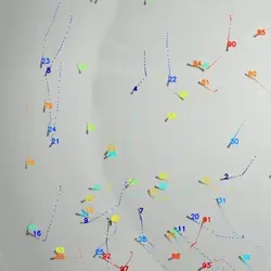 Example of zebrafish tracked with idtracker.ai